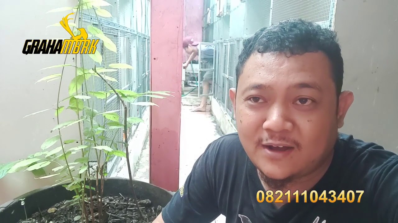 kata siapa ternak cililin susah yg penting harus tau trik ini