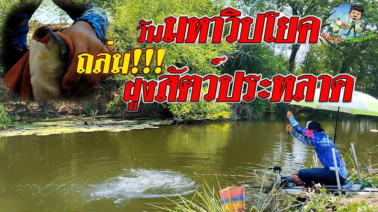 EP99 ตกปลาหมายธรรมชาติ ตกชิงหลิวคลองสาขาแม่น้ำป่าสัก จ.ลพบุรี 