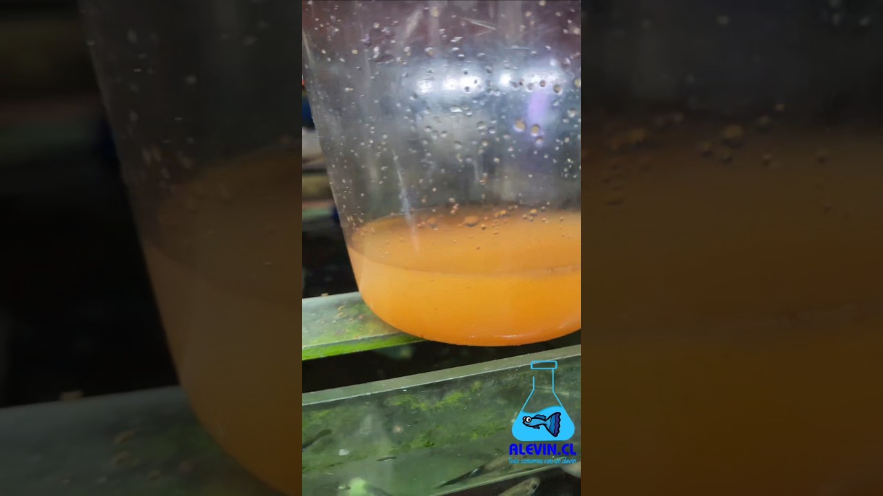 c&oacute;mo eclosionar Artemia