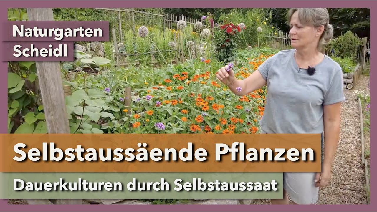 Dauerkulturen durch Selbstaussaat - geniale Methode | Naturgarten Scheidl | Rundgang 4 | 2023