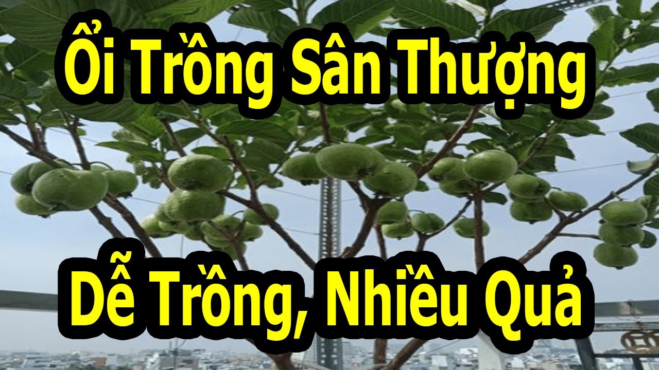 Cây ổi trồng sân thượng sai từ gốc đến ngọn