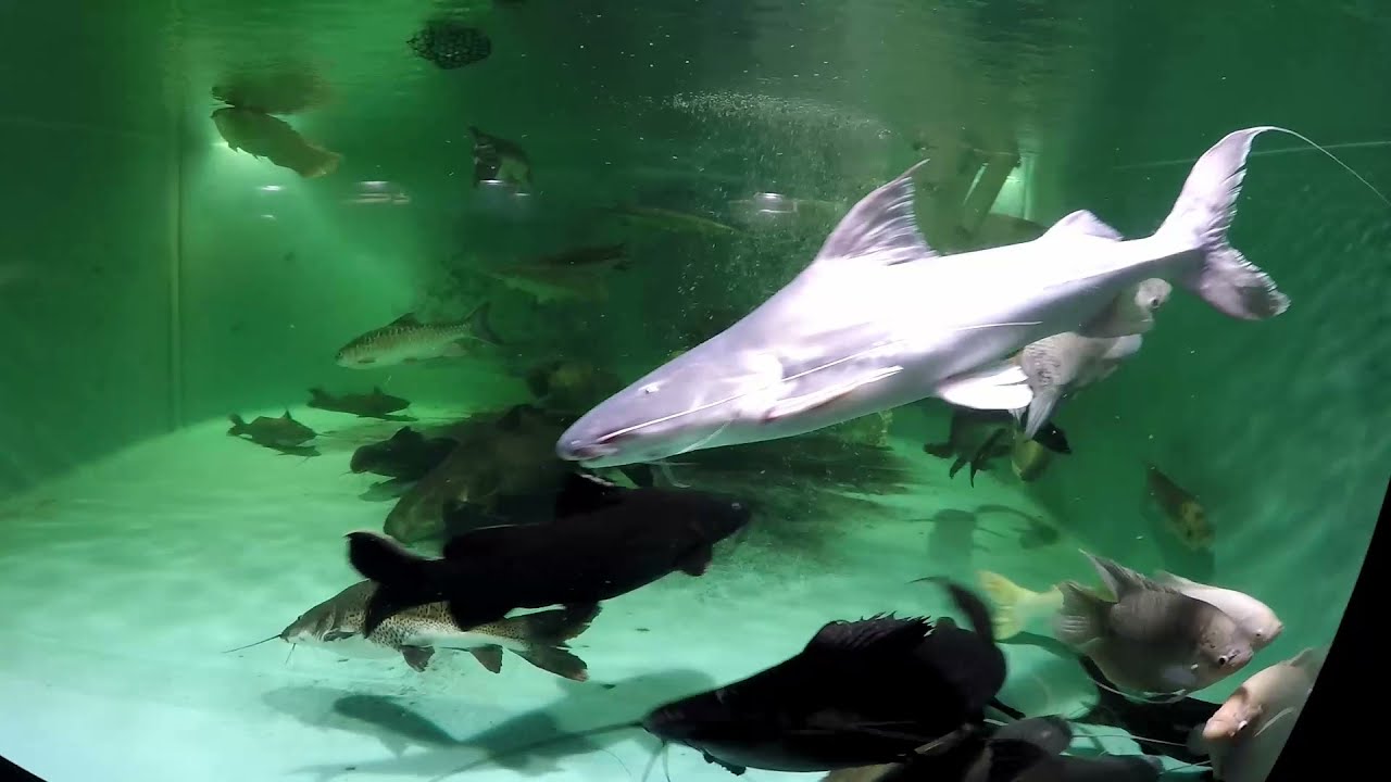 Tale of 2 Peru piraiba catfish, assertive & skittish, 5 yo 2.5ft/75cm, compatibility issues, tricks