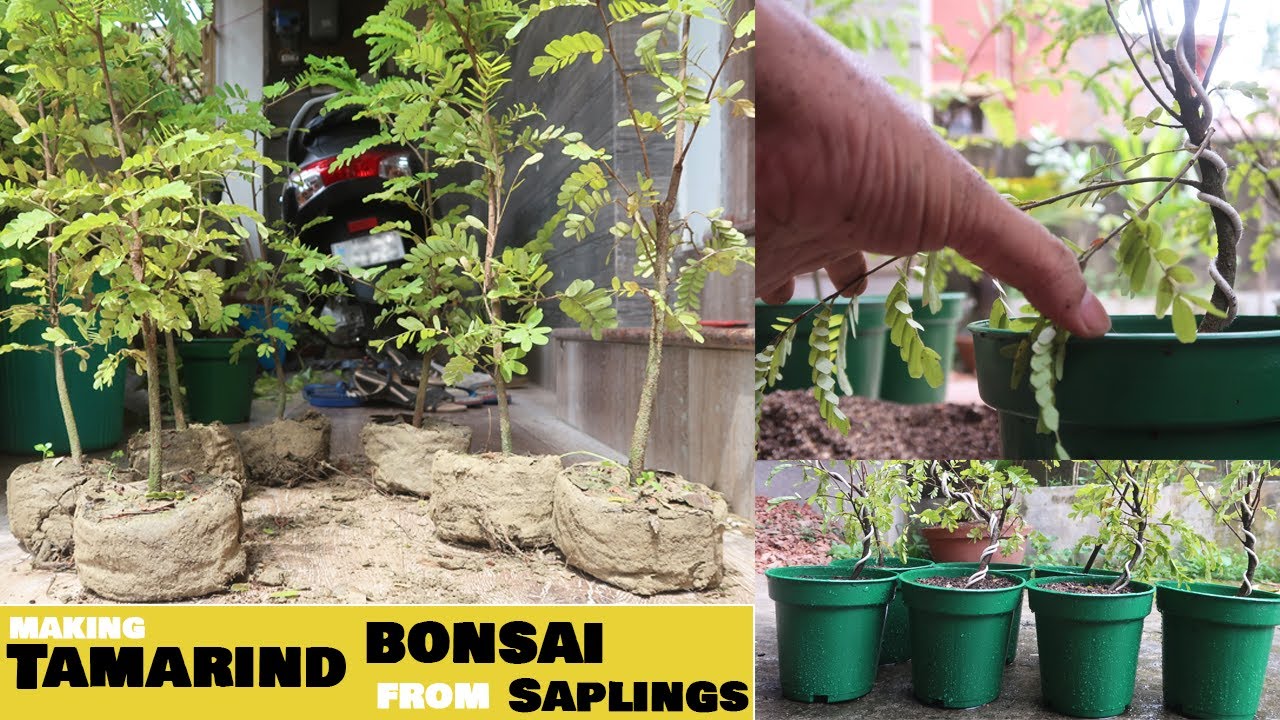 Bonsai Made Easy - How to Make a Tamarind Bonsai : Step by Step