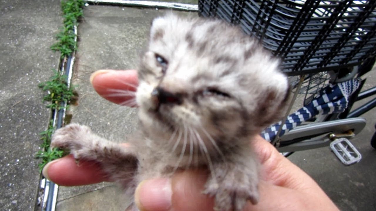 子猫保護　小さな命がママを呼ぶ鳴き声がせつない