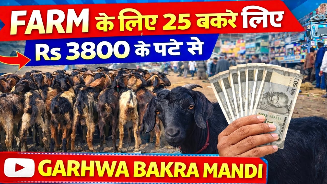 Garhwa Bakra Mandi 😱 ₹3800 में 25 बकरी | Farm Ke Liye Sasta सौदा!