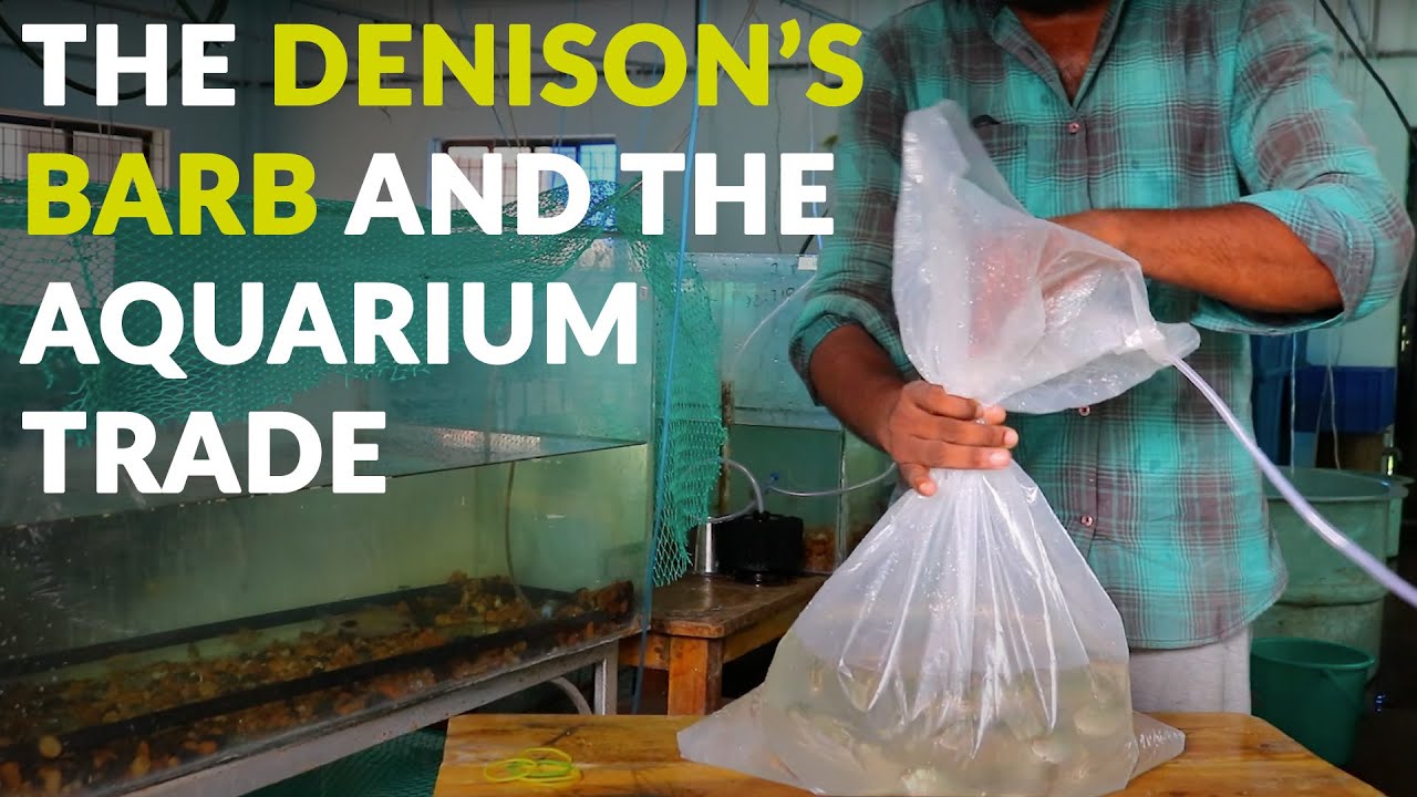 The Denison's barb and the aquarium trade