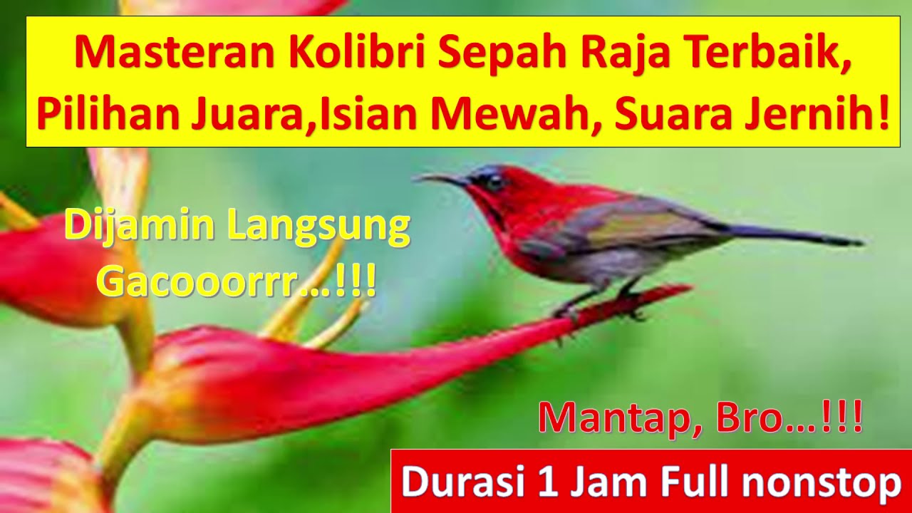 Masteran Jernih Suara Burung Kolibri Sepah Raja, Kolibri Ninja (KONIN) Pilihan Juara No.1 Gacor