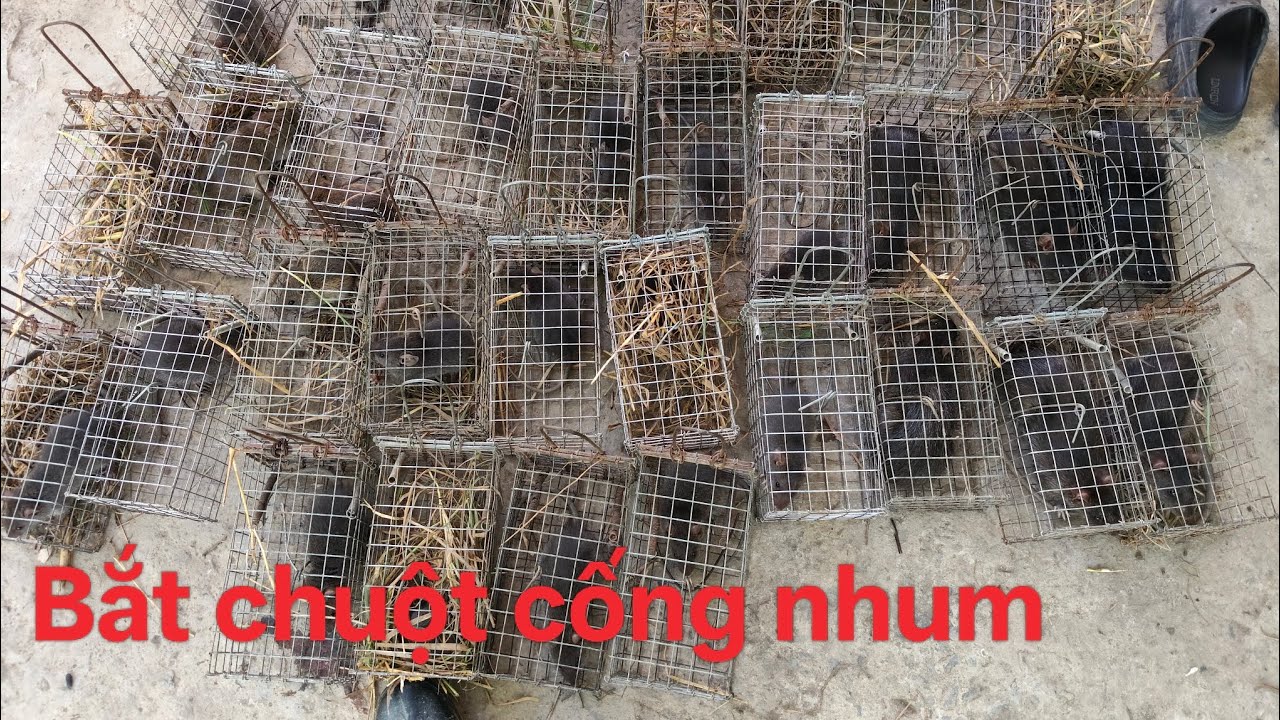 Địa điểm mới trúng nguyên bầy chuột cống nhum | Đoàn Nguyễn 