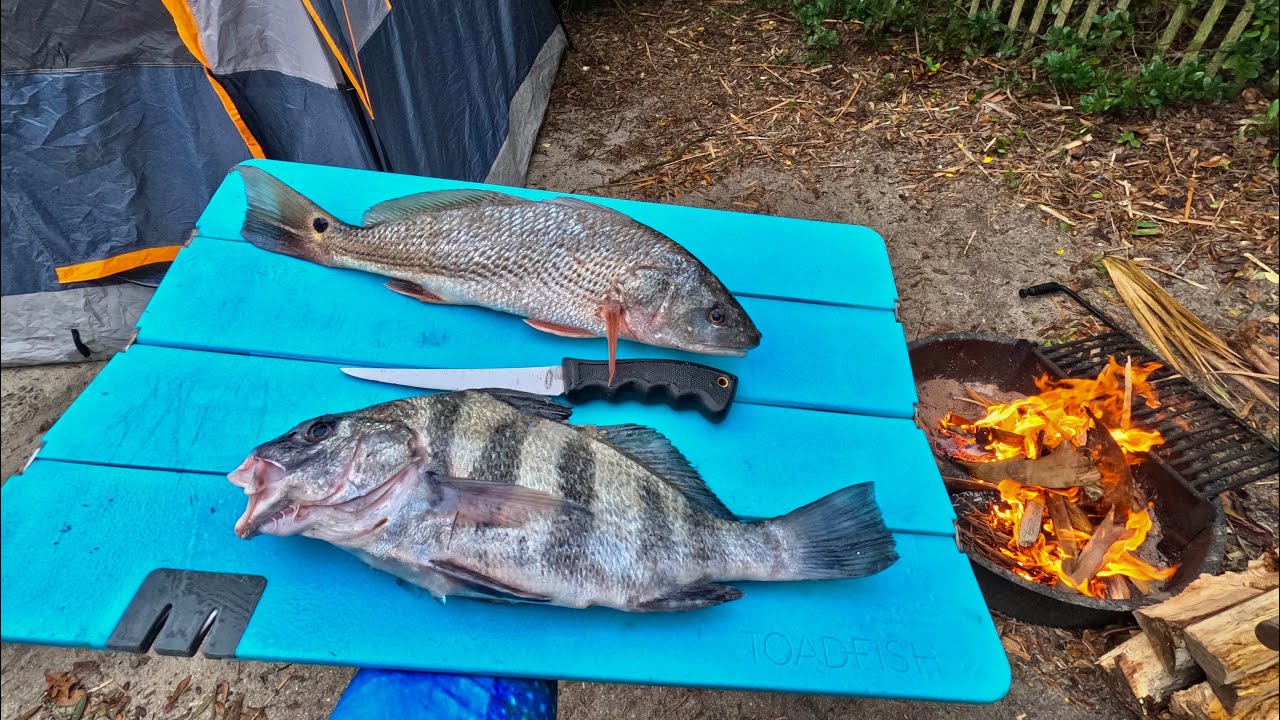 Дегустация RED DRUM против BLACK DRUM! {Catch Cook Camp}