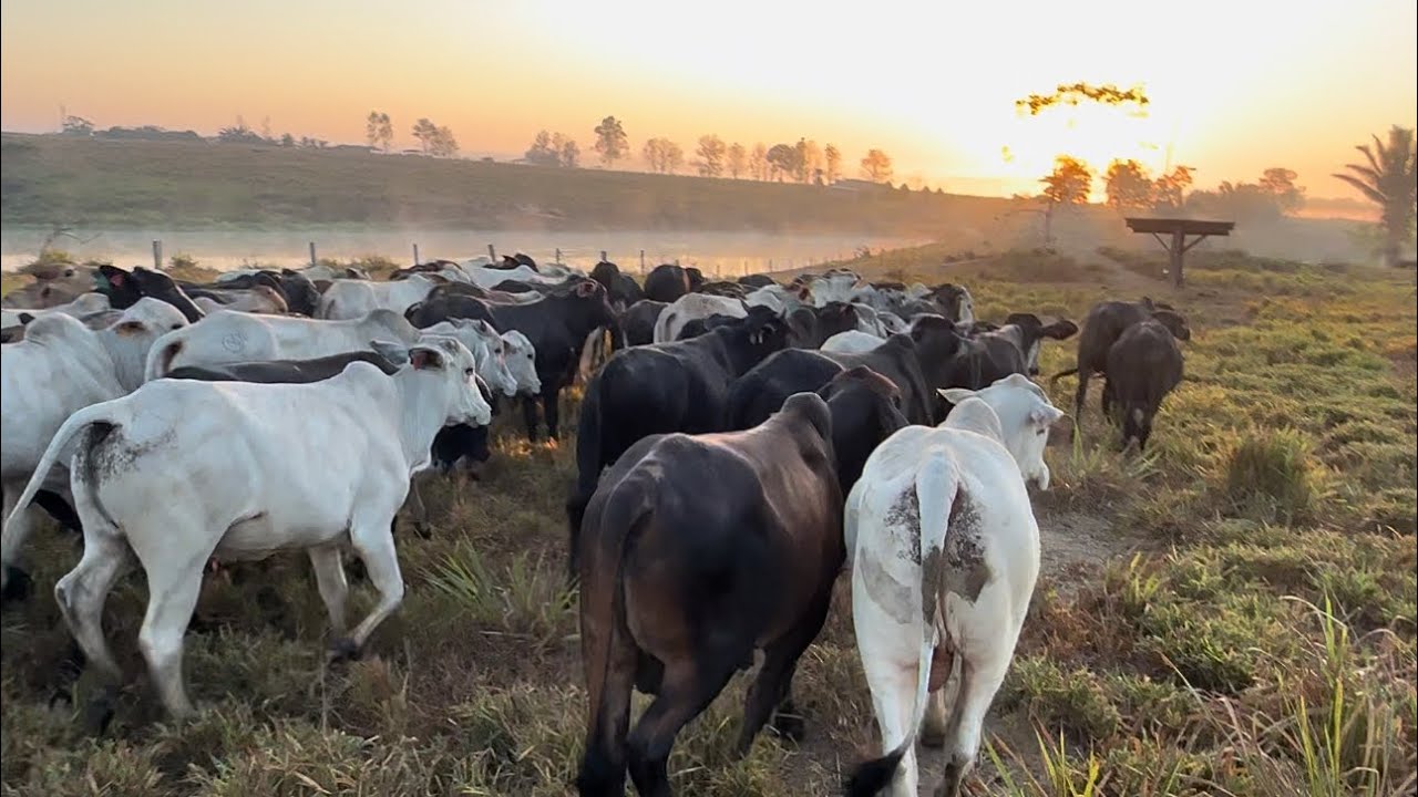 ⚠️estratégia período de seca/ protocolo sanitário