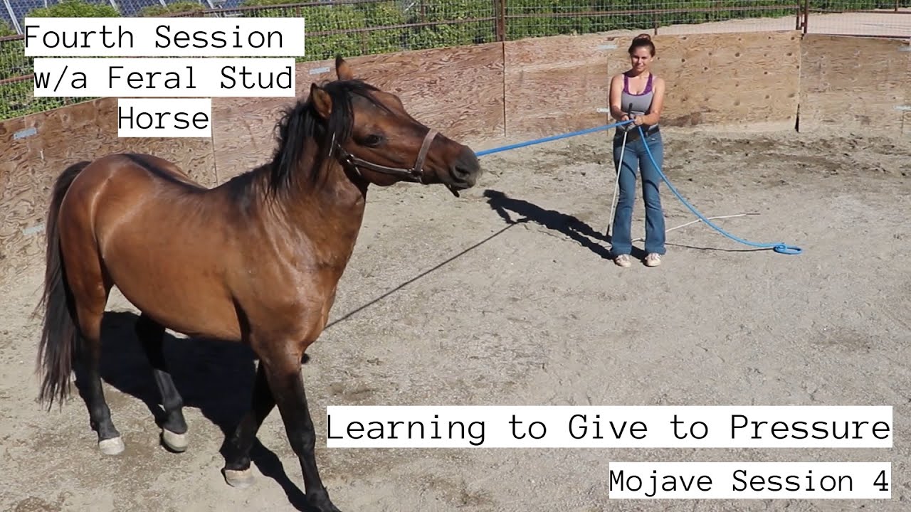 PUSHING THROUGH PRESSURE  - Introducing the Leadrope to a Wild Horse | Mojave Stud 4