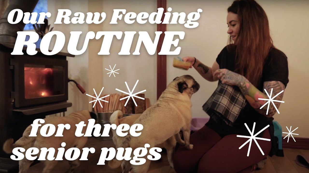 Как я кормлю своего пожилого мопса с особыми потребностями | Сырая диета для собак