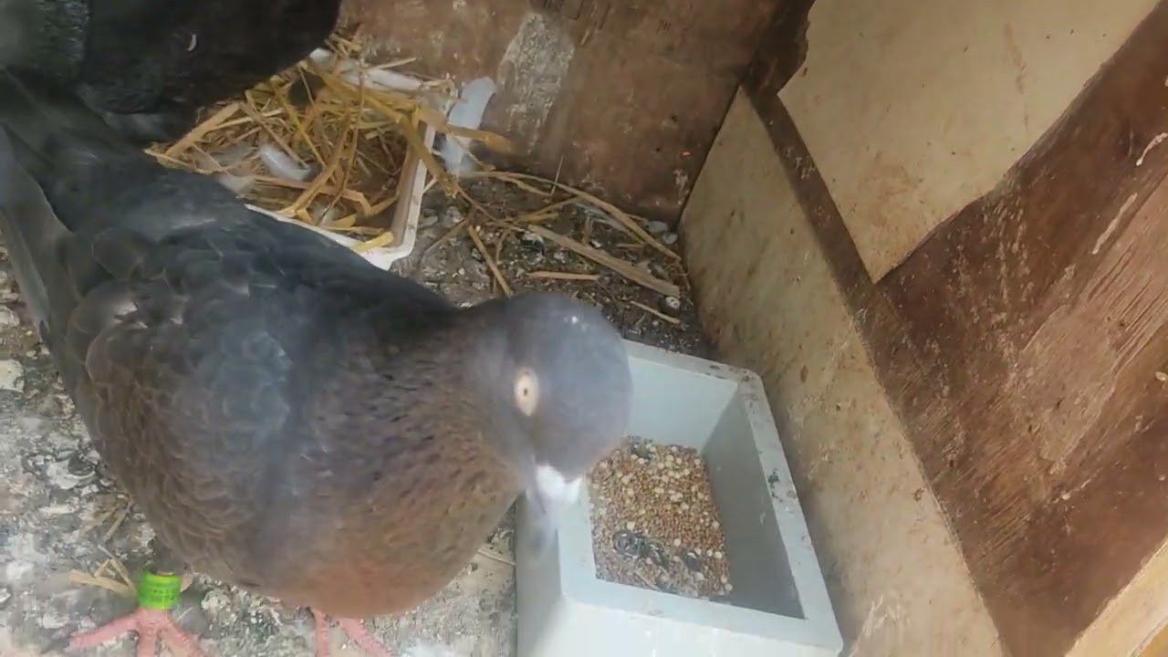 Priyanka Madi ke bacche nikal chuke hain 🕊️😍