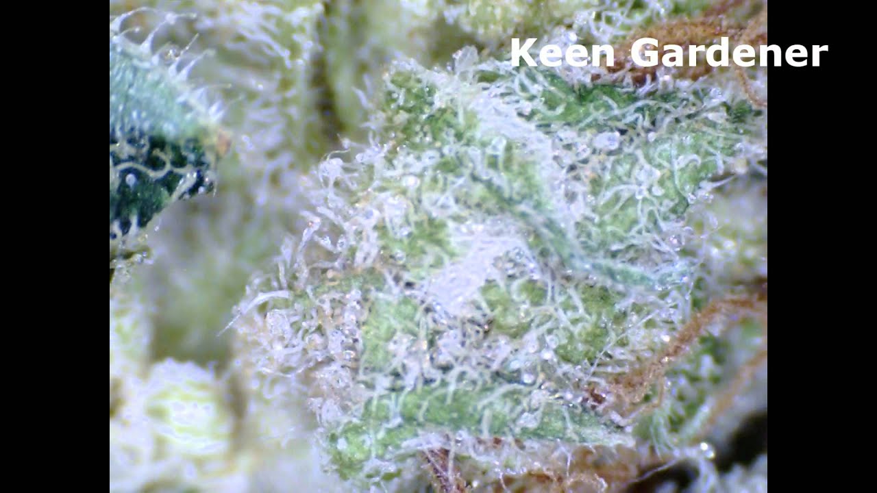 AK47 Marijuana Strains.