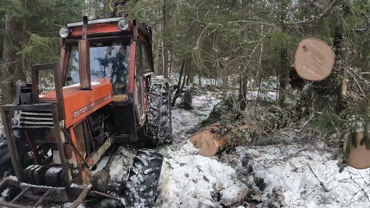 Zetor pulling/loading firewood birch logs. 550xp  mk2