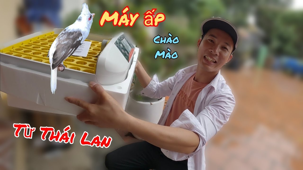 Mua Máy Ấp Trứng Mào Bạch Chuyên Nghiệp Và Con Giống Gen Đại Bàng / HIỆP CUỘI TV