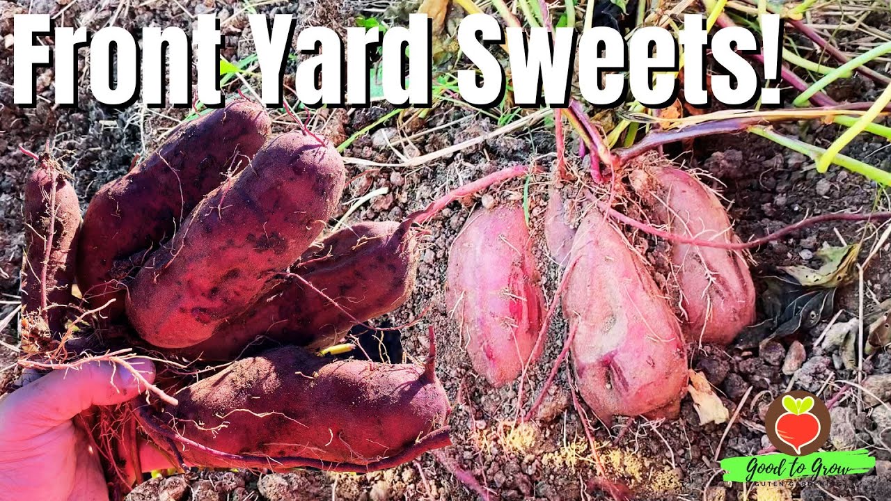 Harvesting Stokes Purple Sweet Potatoes from Our Front Yard!