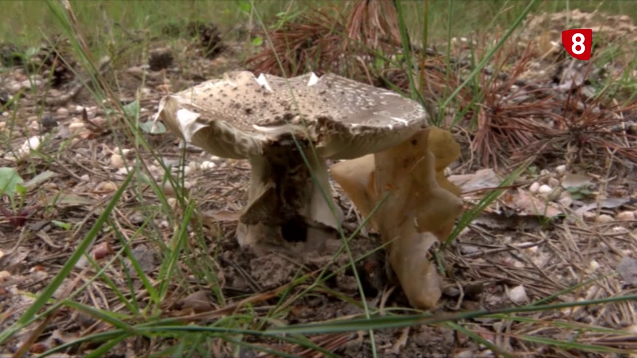 PREVISIÓN MICOLOGÍA