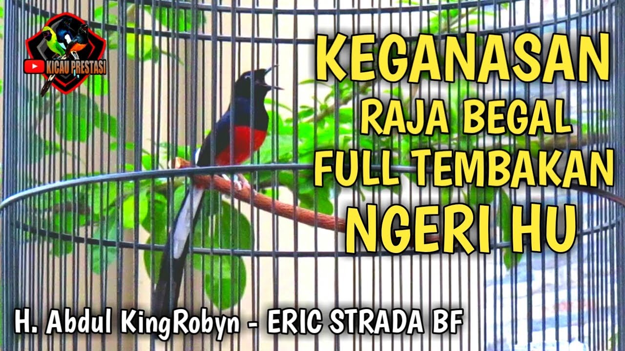 MURAI BATU GACOR FULL ISIAN TEMBAKAN MENGERIKAN - MB RAJA BEGAL H. Abdul KingRobyn - ERIC STRADA BF