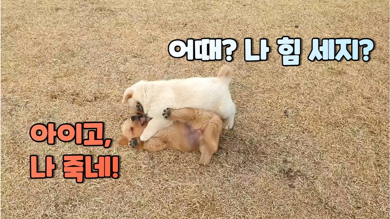 아웅다웅 강아지들.. 서열 싸움일까, 그냥 놀이일까?ㅣ진돗개와 시고르자브종 사이