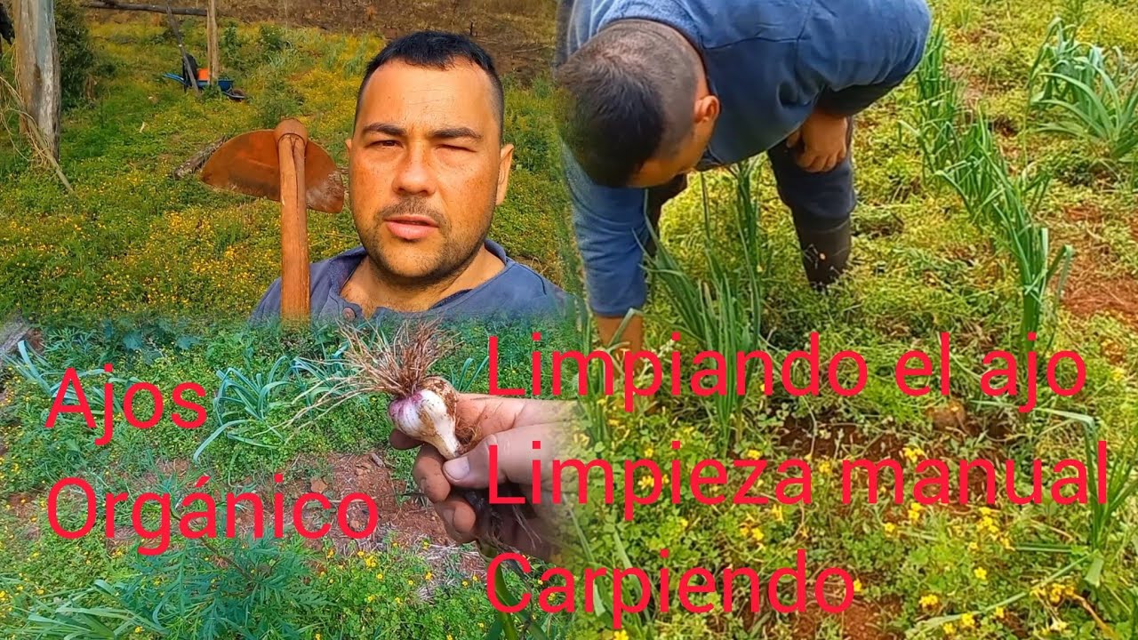 CULTIVO de AJO ORGÁNICO producción de nuestro propio alimento