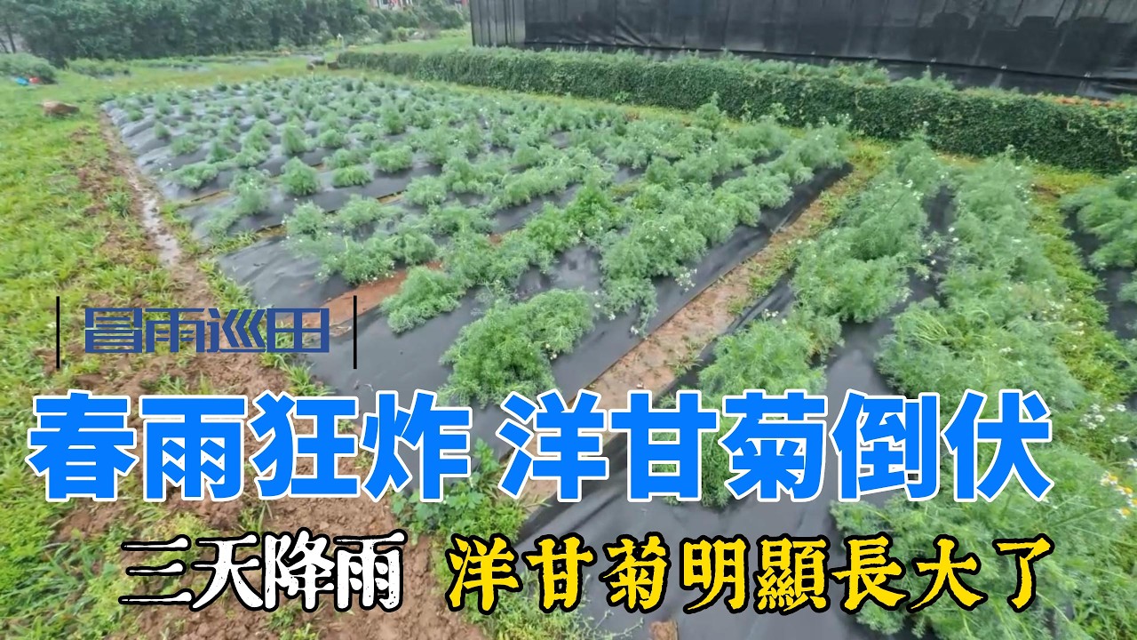 連下三天春雨 洋甘菊都倒伏了 要不要扶起她們？