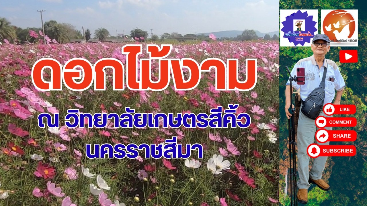 ดอกไม้งามที่วิทยาลัยเกษตรสีคิ้วนครราชสีมา #videoเที่ยวไทย