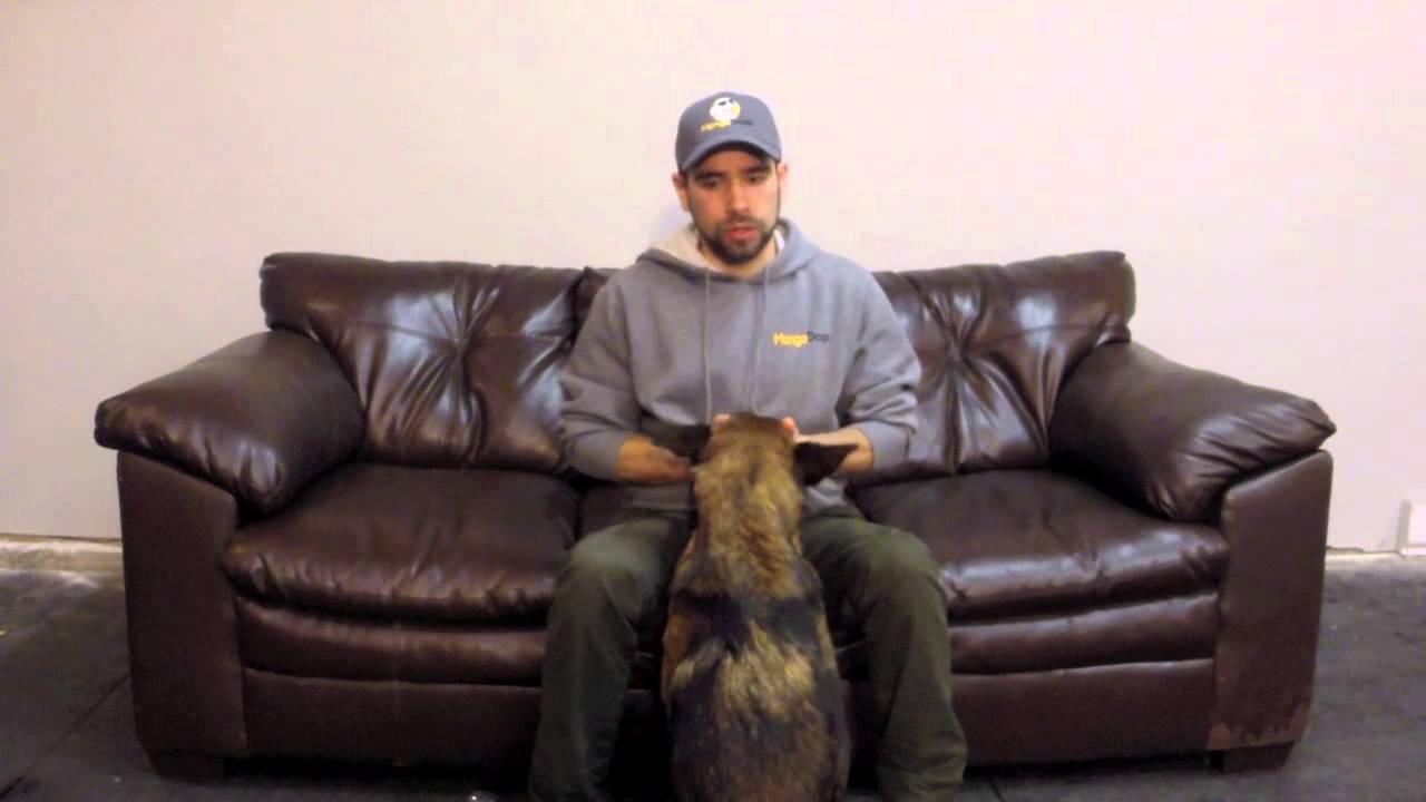 How to: Train any dog to wear a muzzle.