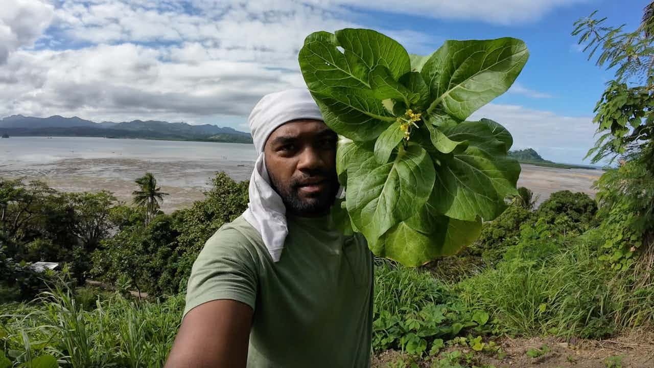 Harvesting Chinese Cabbage From Our Cabbage Farm (UPDATE)🥬🇫🇯