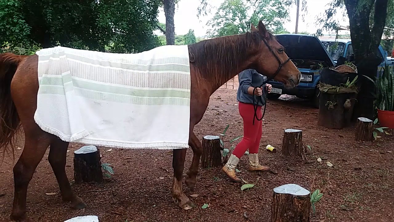 Cavalo com sintomas de tétano parte 2