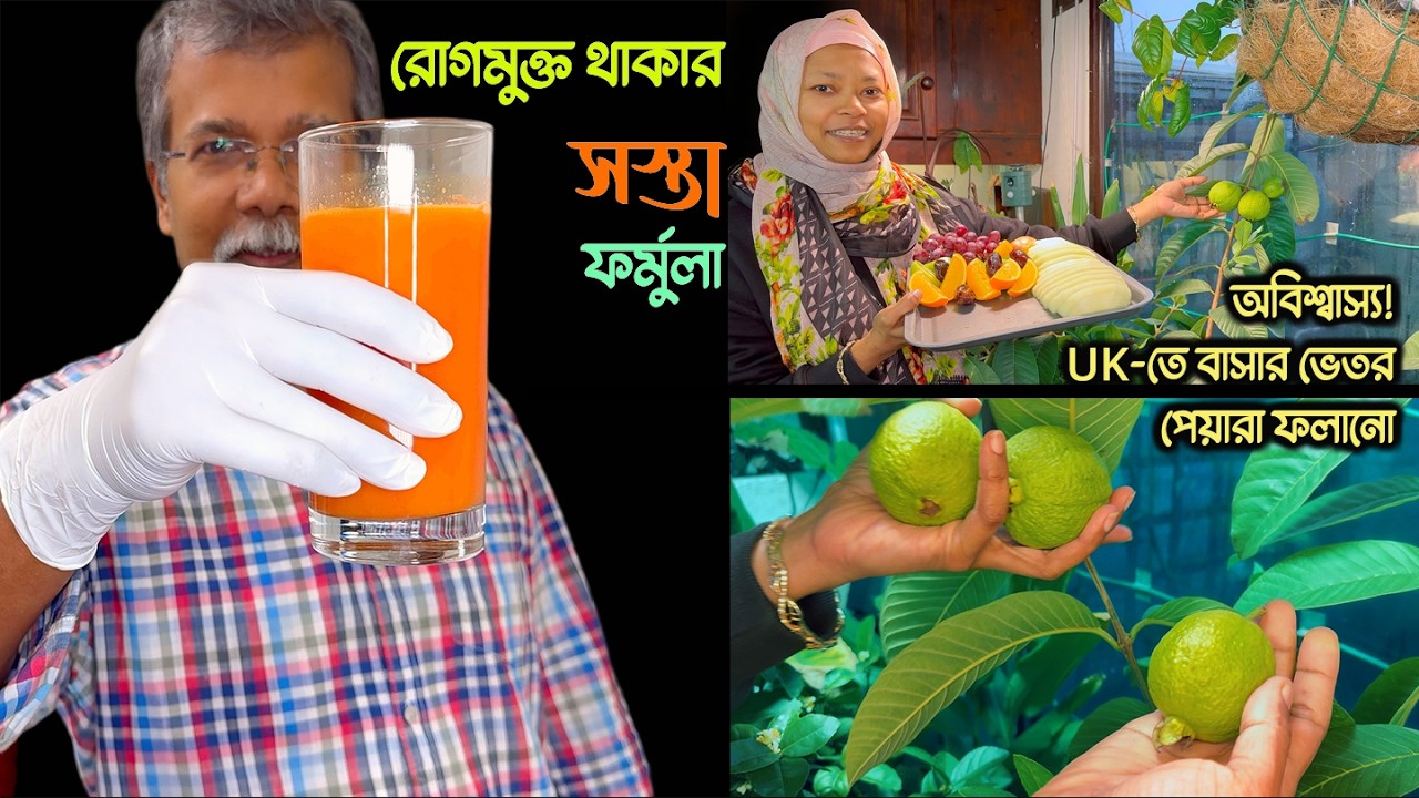এক ভিডিওতে ৩ চমকঃ বাদামের শরবত, গাজরের জুস ও ইউকে-তে পেয়ারা ফলন বিলেত বিলাস