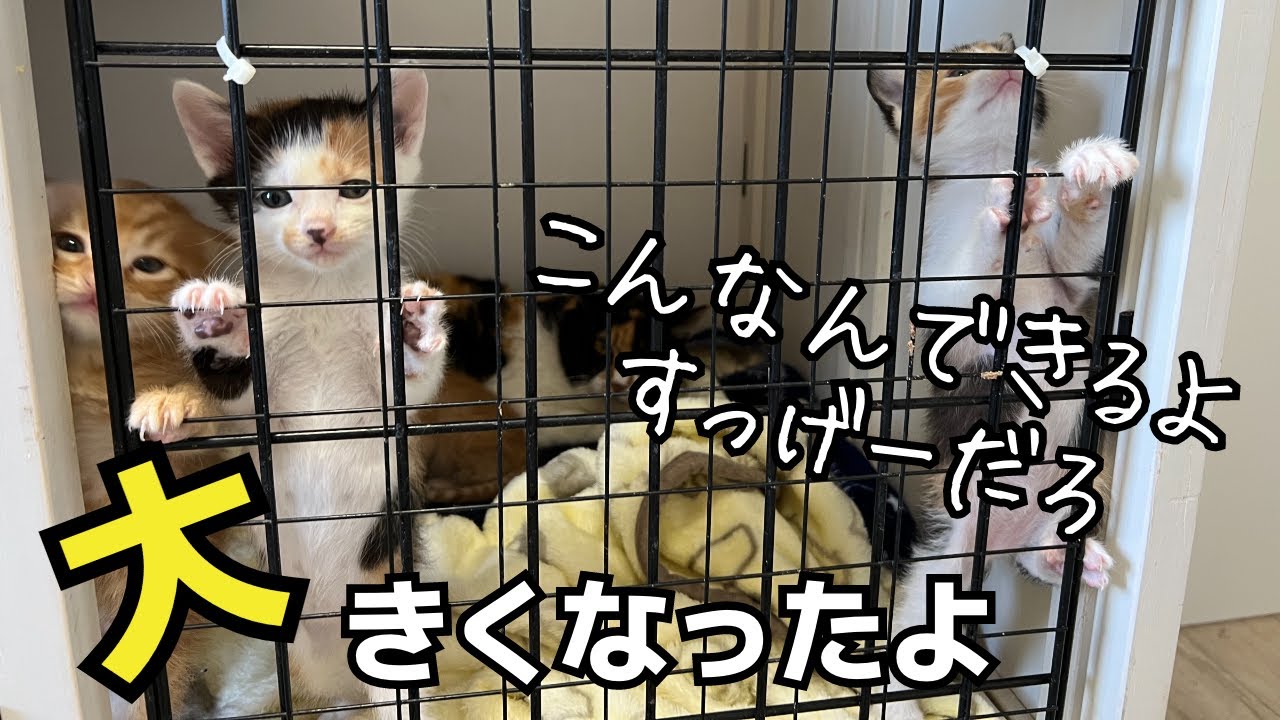 【生後32日と20日】ミルク卒業か？！
