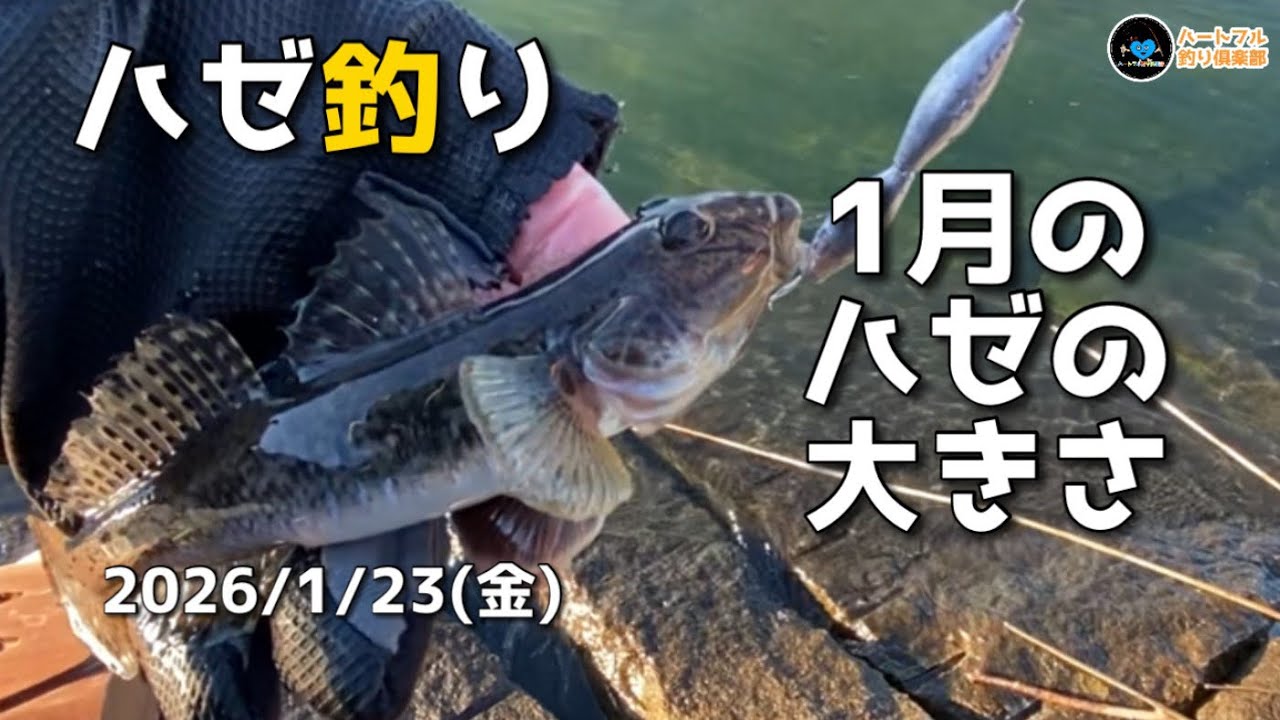 【ハゼ釣り】1月のハゼの大きさ2026年1月23日