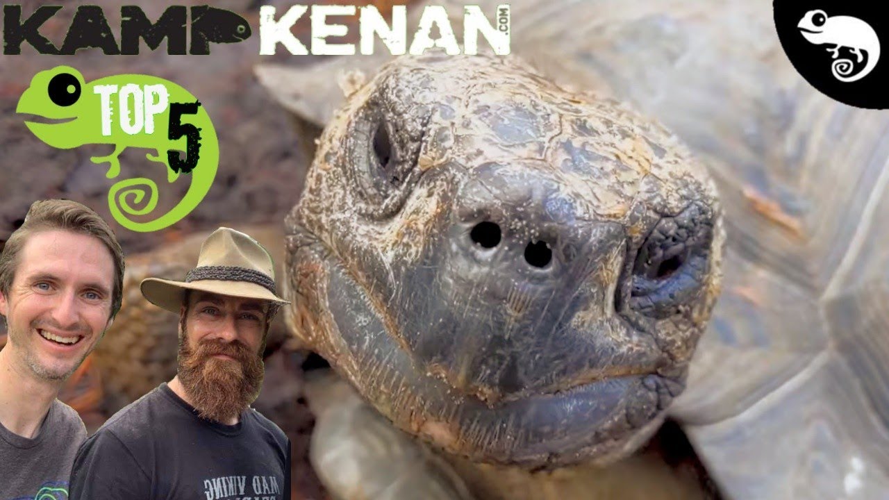 Top 5 Pet Tortoises At Kamp Kenan
