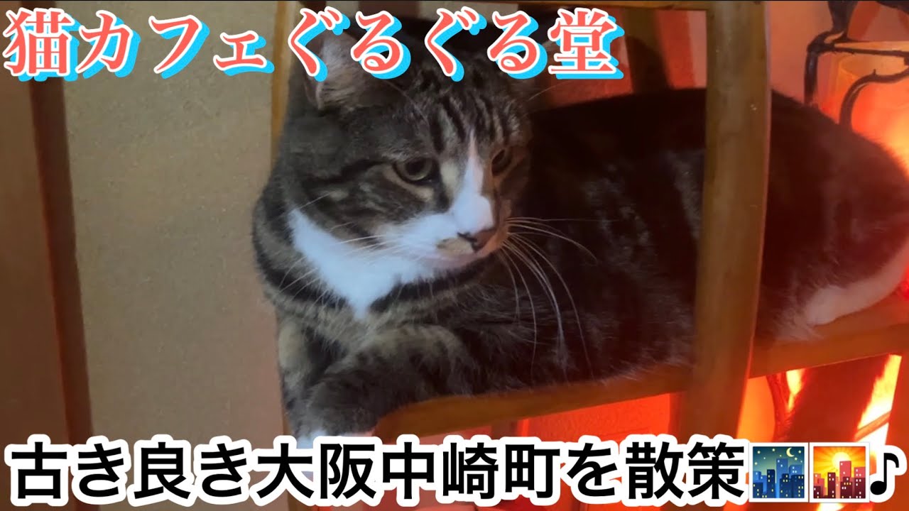 【大阪市中崎町散策】小1娘と猫カフェぐるぐる堂🐱