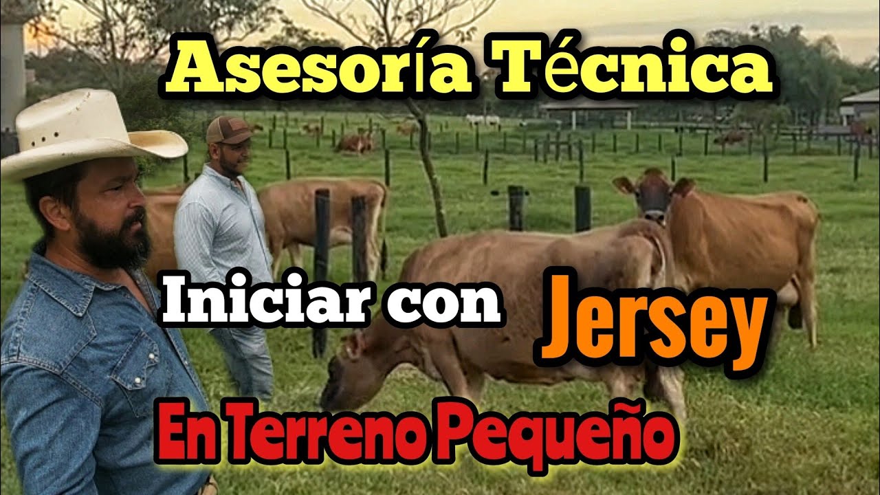 Como Iniciar un Proyecto Ganadero con Ganado Jersey en Terreno Pequeño Asesoría Técnica.