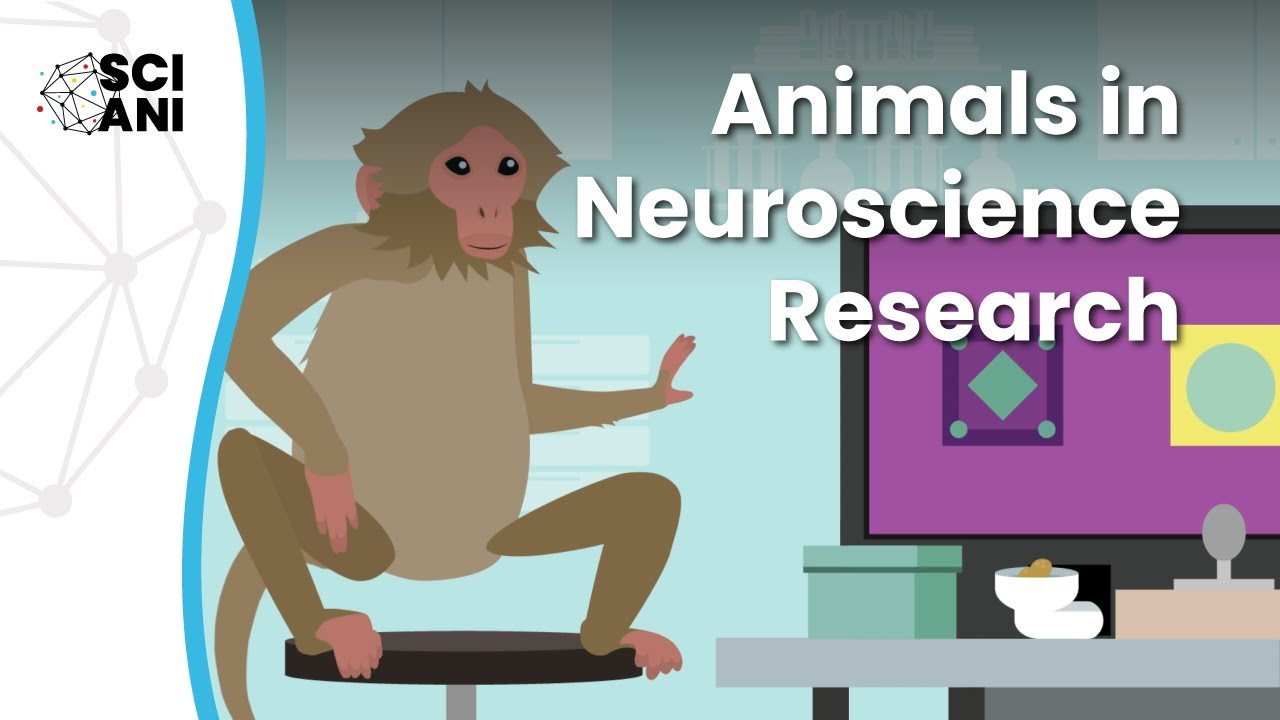 Why are animal studies important in neuroscience research?