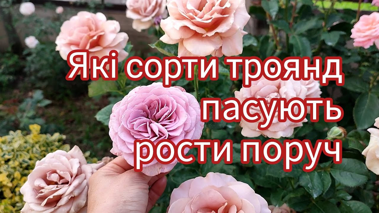 Вдалі комбінації троянд👍🌹🌹🌹