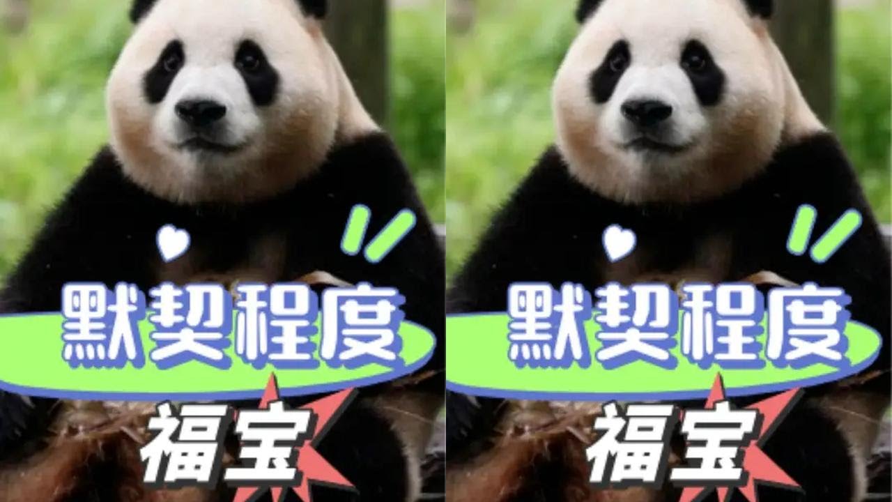 原来徐奶爸了解福宝的所有小习惯，难怪“父女俩”日常相处这么默契#福宝 #徐奶爸 #徐福记 #熊猫 #国宝