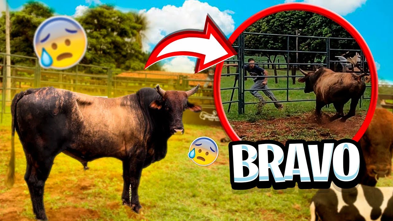 CHEGOU UM BOI DE RODEIO, UMA ONÇA DE BRAVO