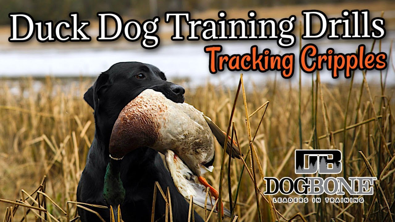 Duck Dog Training Drills: Tracking & Picking Cripples