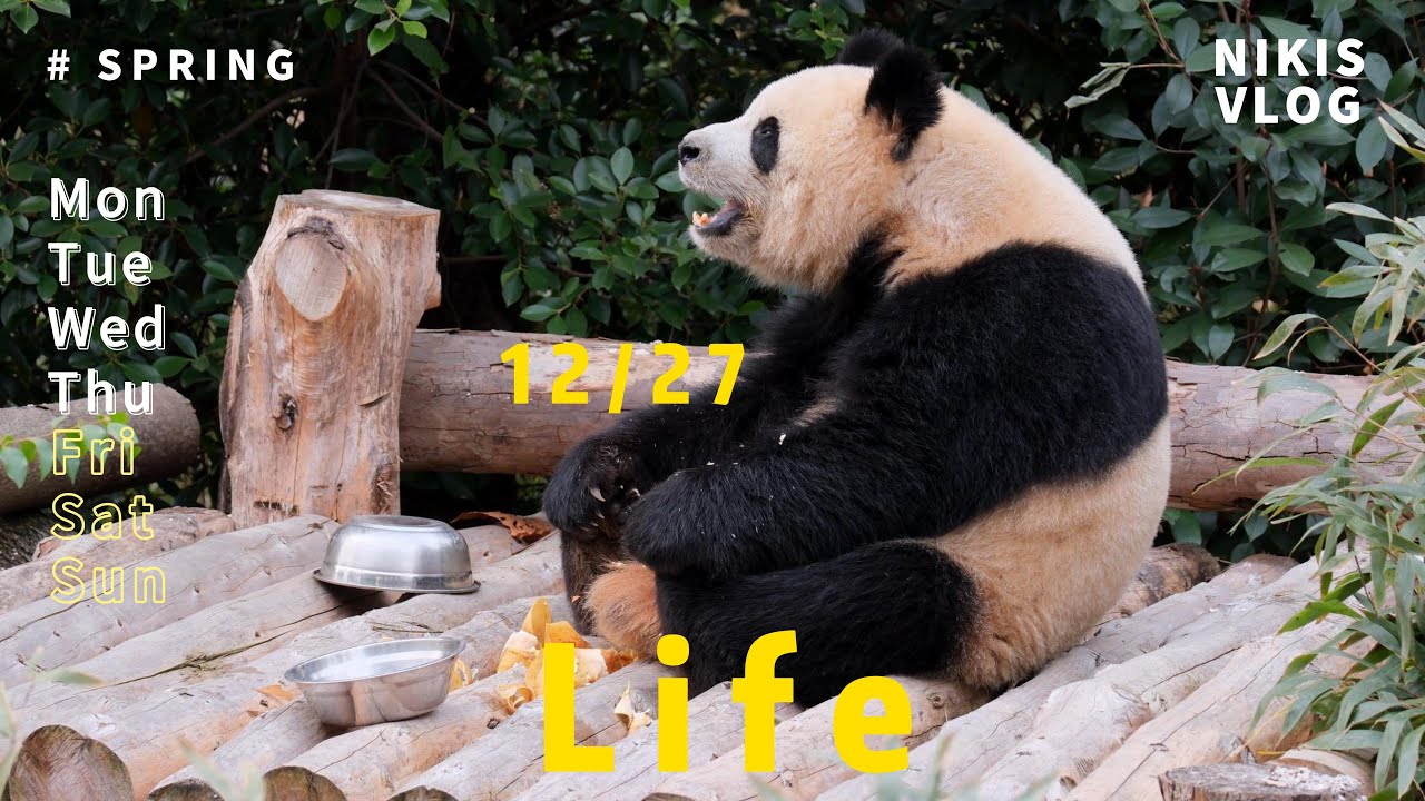 12月27日 园润展出 月亮新添幼崽#panda#huahua#cute#大熊猫#animals