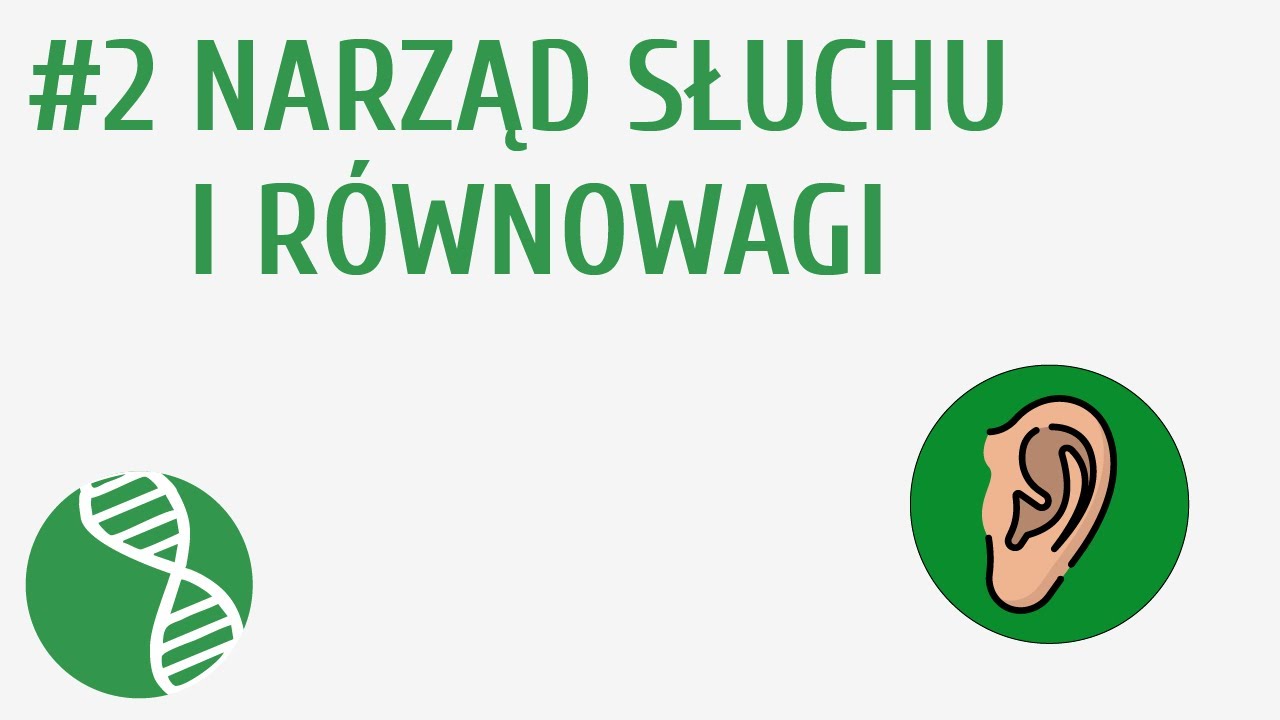 Narząd słuchu i r&oacute;wnowagi #2 [ Sk&oacute;ra i zmysły ]