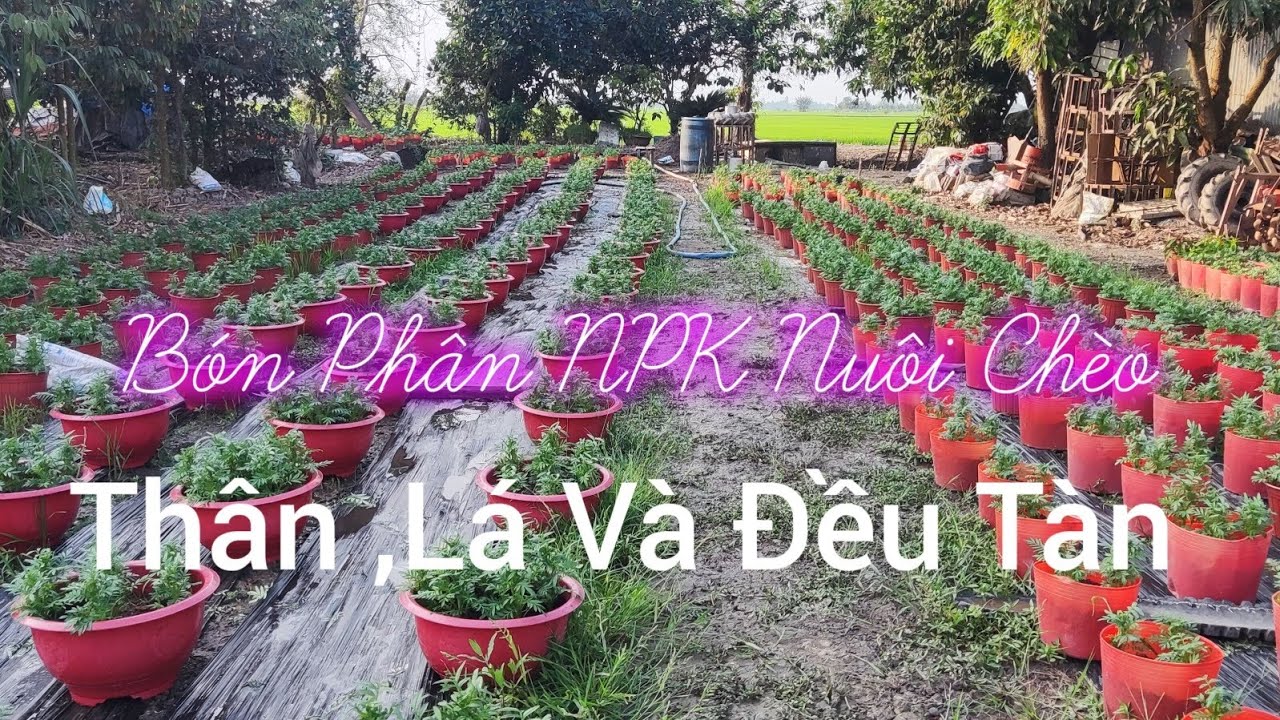 Bón Phân NPK Nuôi Chèo, Thân ,Lá Và Đều Tàn