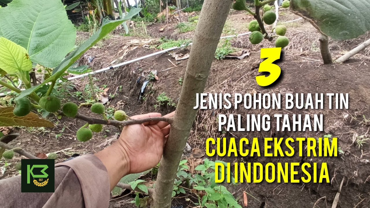 Jenis Pohon Buah Tin yang Paling Tahan terhadap Cuaca Ekstrim di Indonesia ✅