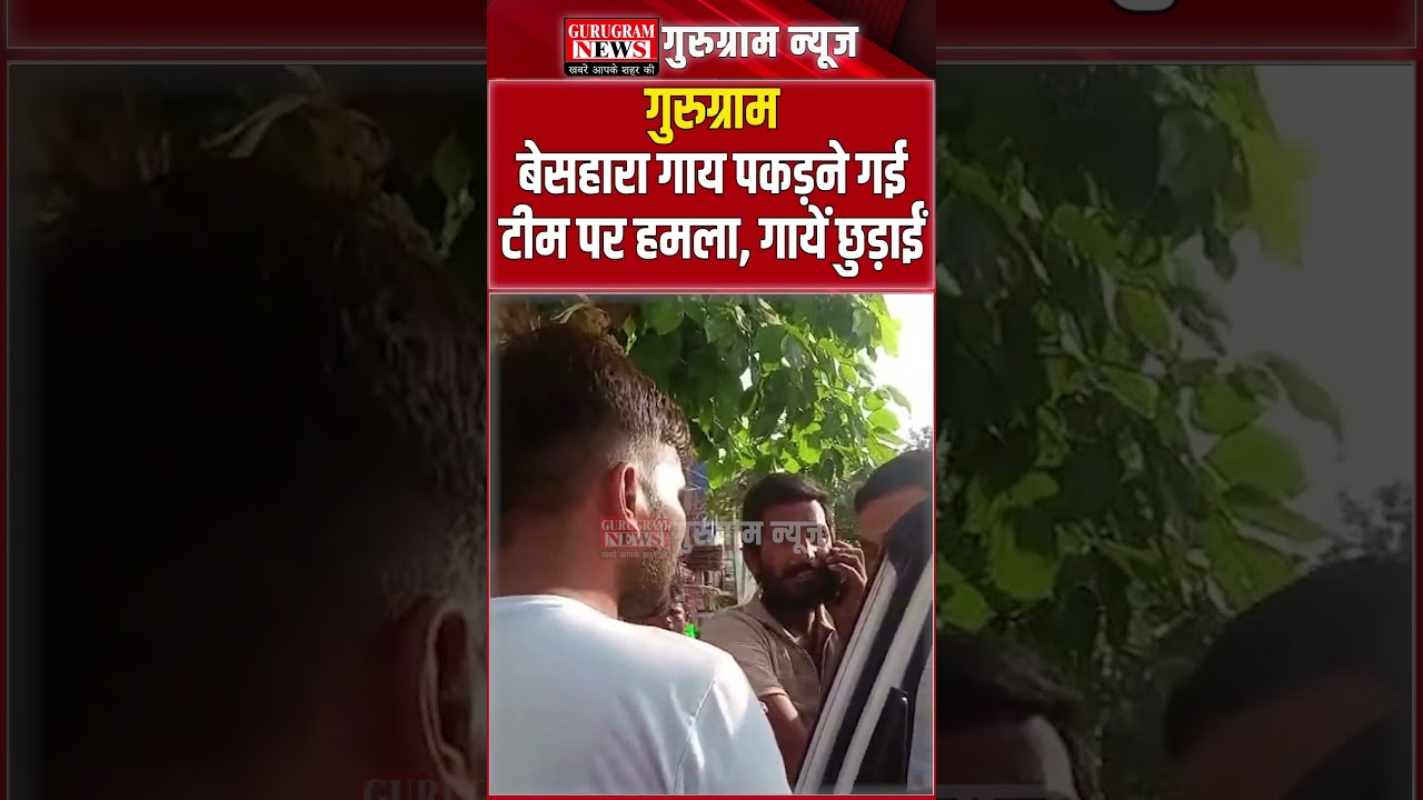 #Gurugram बेसहारा गायों को पकड़ने गई टीम पर हमला, गायें छुड़ाईं, शिवाजी नगर का मामला #CowRescue