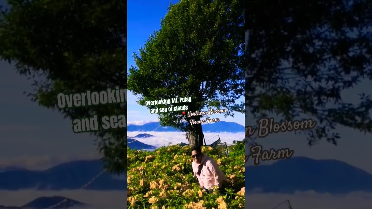 At Northern Blossom, two mountains can be seen - mt pulag, mt timbak #travel #nature #benguet #atok