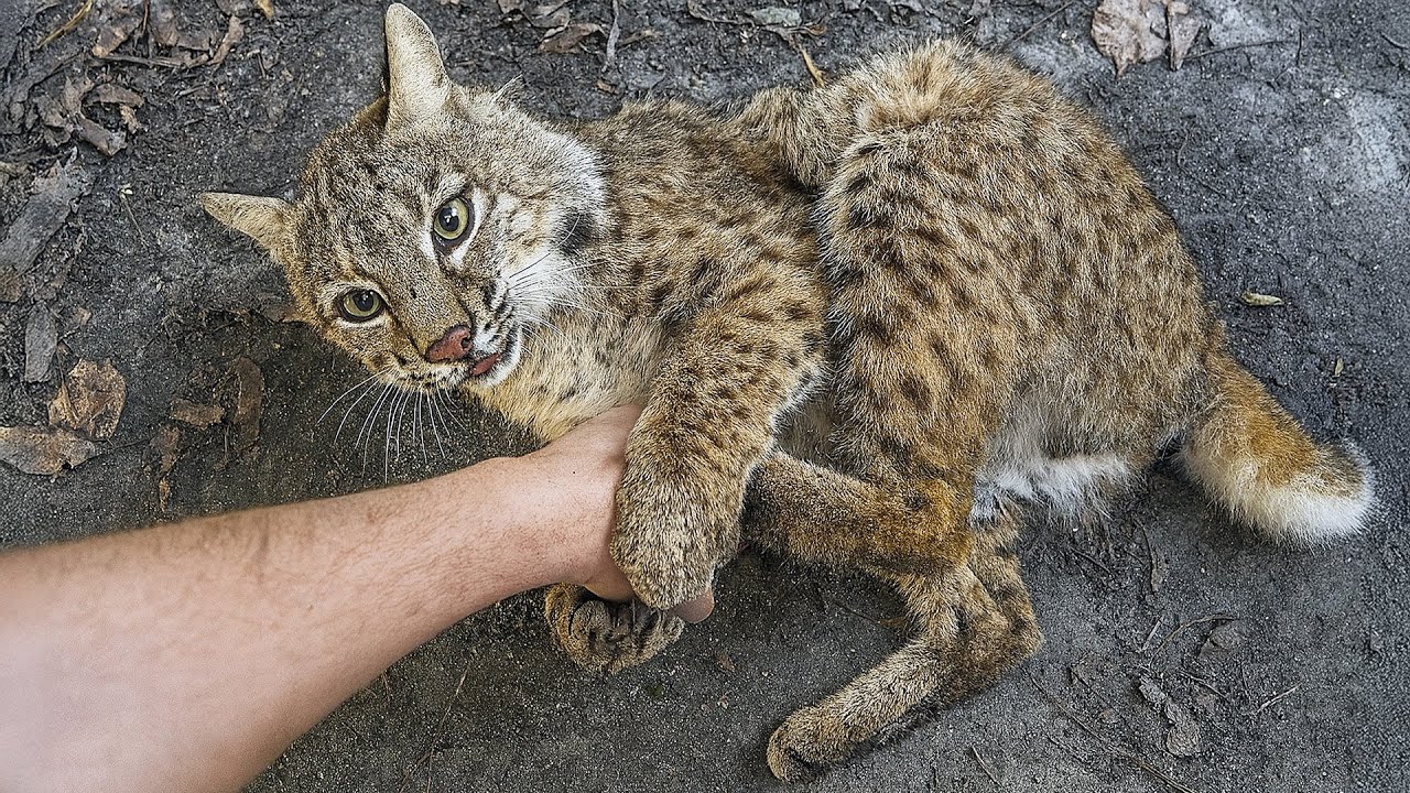The Bobcat Grabbed His Arm and Begged Him Not to Leave—What Happened Next Will Break Your Heart