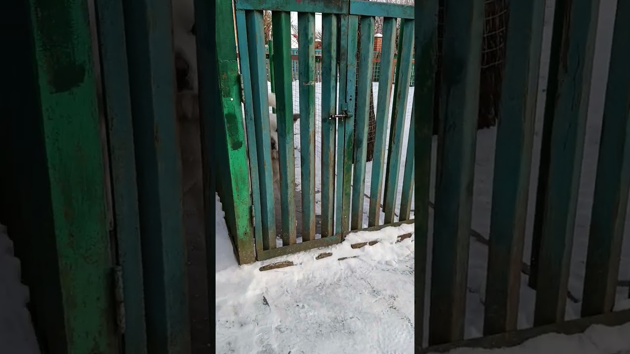 Мій льодяний двір