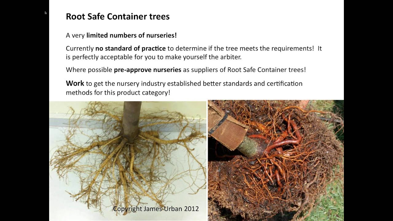 Webinar: Specifying and Selecting Quality Nursery Stock
